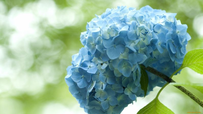 Гортензия голубая: сорта, посадка, выращивание и уход