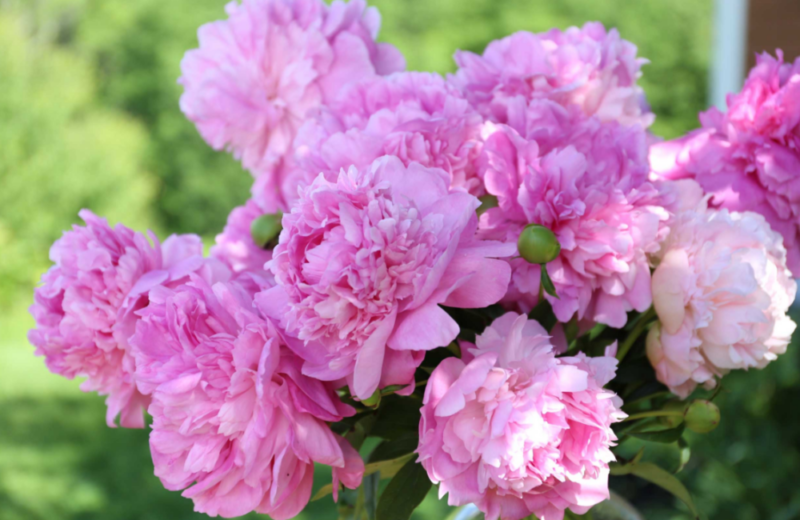 Розовые пионы: лучшие сорта с фото и названиями, особенности ухода