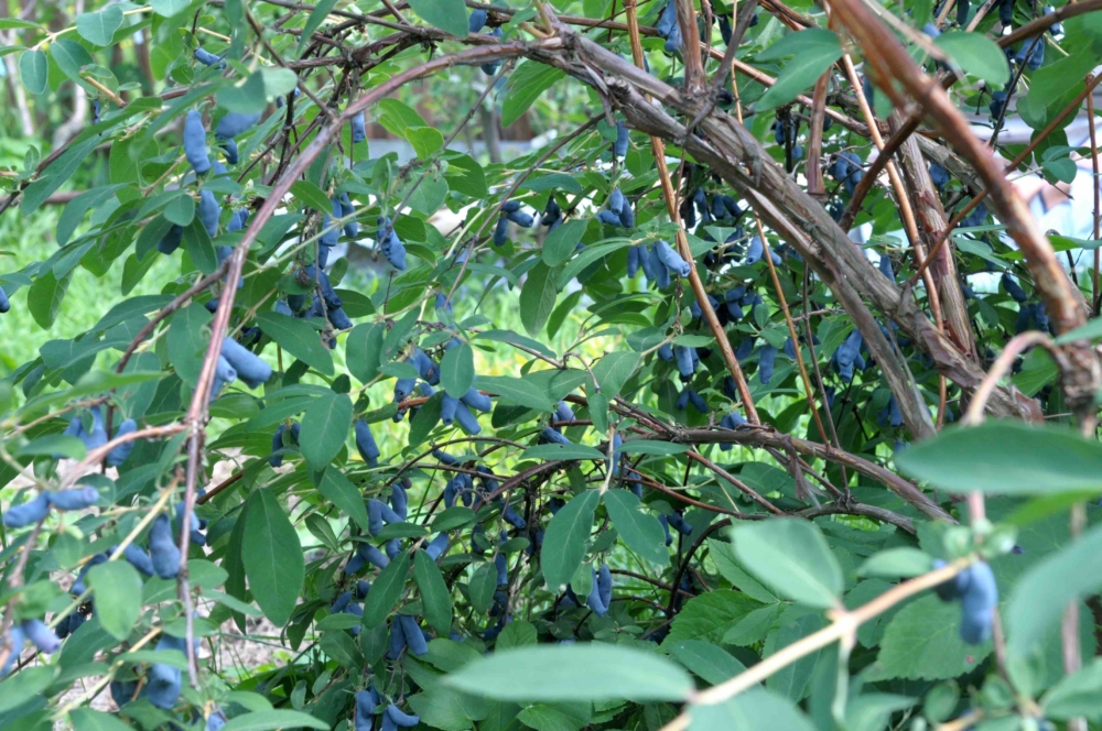 Жимолость «Камчадалка» 🌿: описание сорта, срок созревания ягод, посадка, выращивание и уход