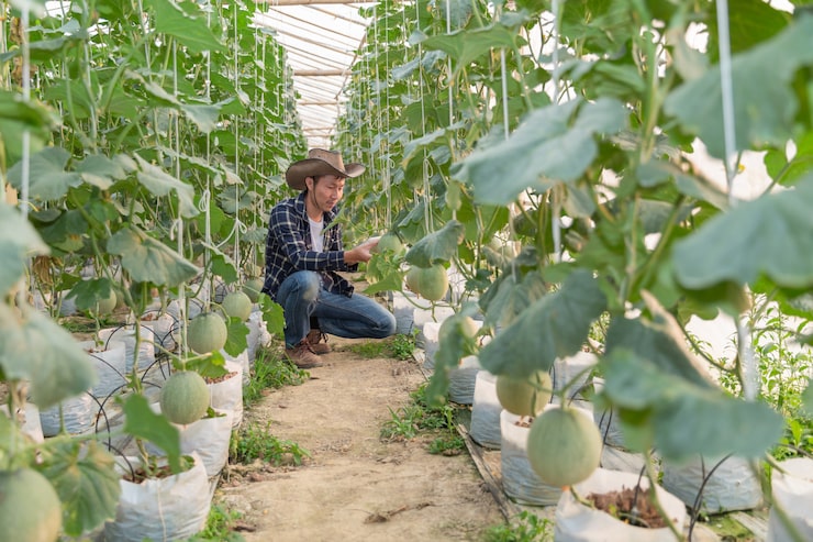 Дыня: посадка на рассаду, выращивание дыни в открытом грунте 131996rru7oao05qv0