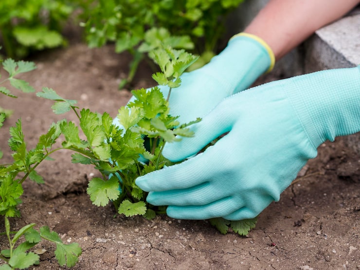 Как выращивать огурцы в открытом грунте: советы и секреты 2oiec13j5ex9p4ym4p