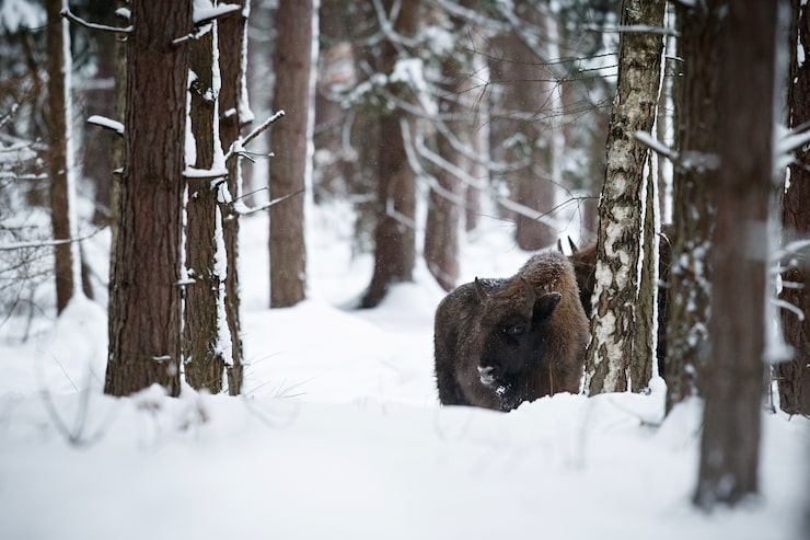 Что значит видеть во сне медведя: толкование сновидений 7eqnqsbdsf9pi1jfom