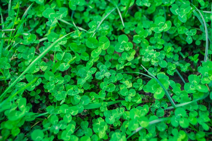 Клевер ползучий (белый, голландский): описание, характеристика, посадка и уход gsefxjpwcmxu0bbjof