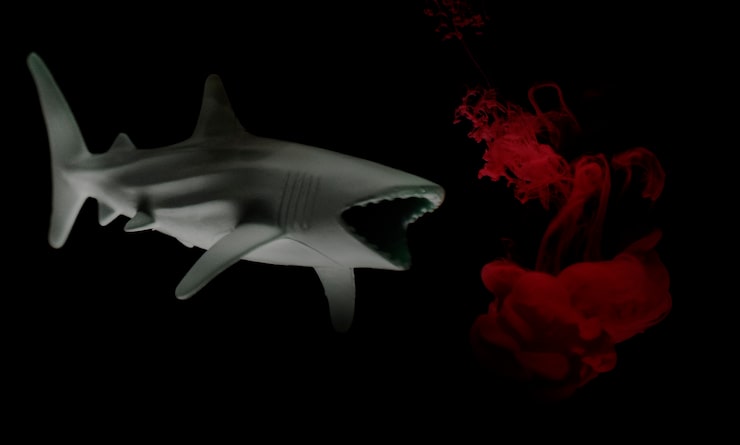 Сонник: акула – к чему снится kwmgktb0te15ham6fo