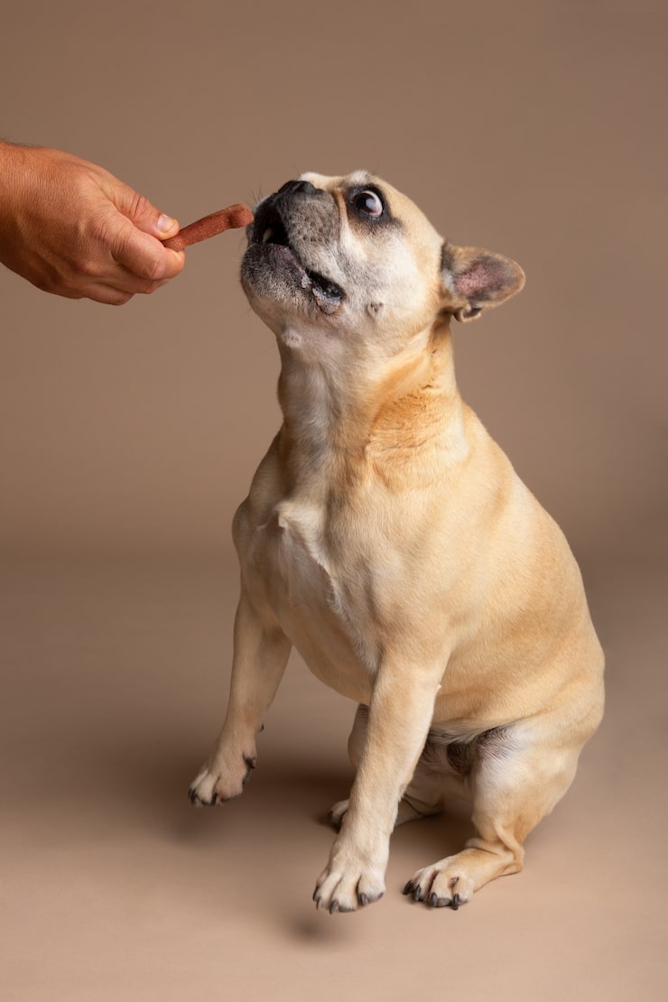 Бигль: особенности породы, характер, уход и воспитание psg95ujigpcf01q9wh