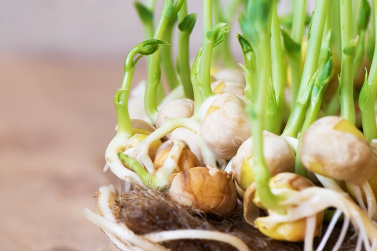 Как вырастить черемшу: выращивание из семян и уход за растением s83r0gz3kcsoizixlr