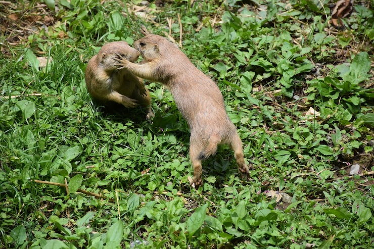 Чем питается ондатра в природе и где обитает: рацион, ареал и образ жизни полуводного грызуна x9hjairgeydt1ms1ct