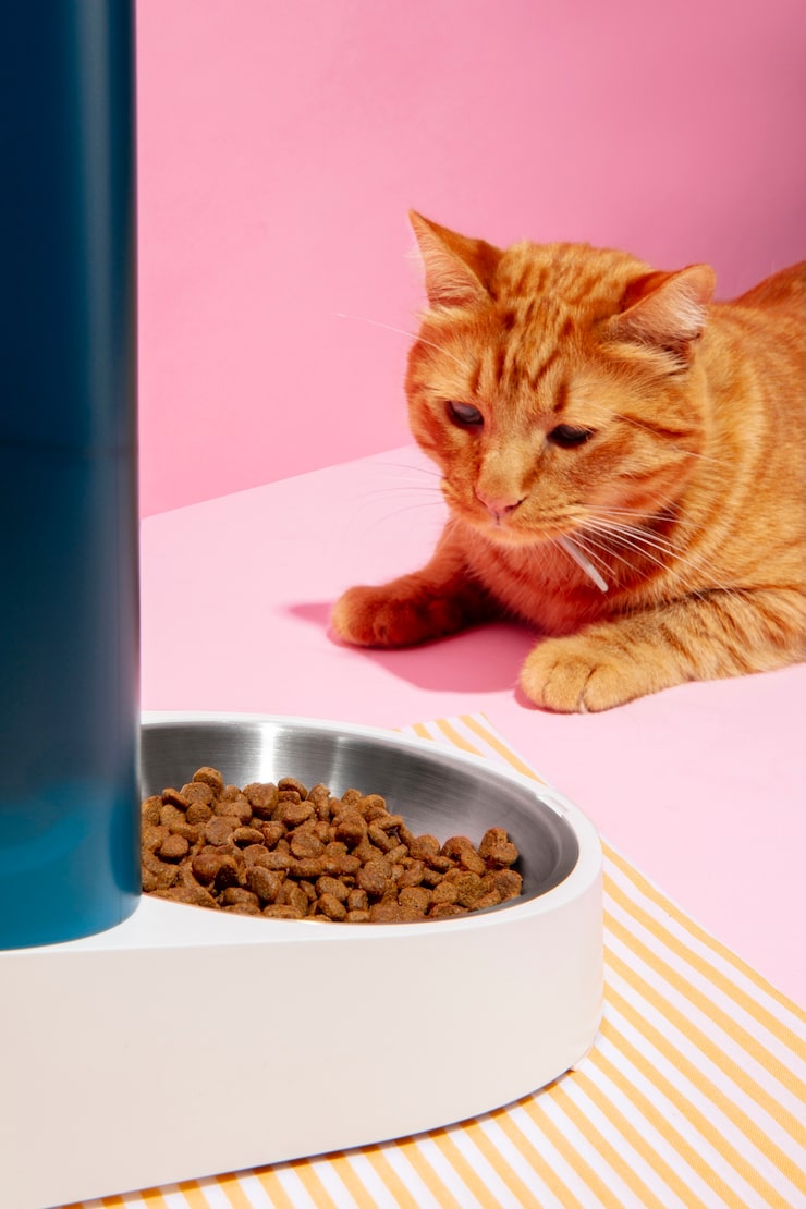 Как правильно кормить котят: особенности сухого и влажного корма, нормы питания yaqfwhsxjof1ffbc3d