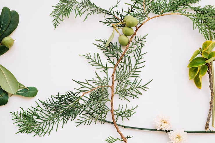 Можжевельник: свойства, применение и меры предосторожности yugfd1lv9rqsrfvx5x